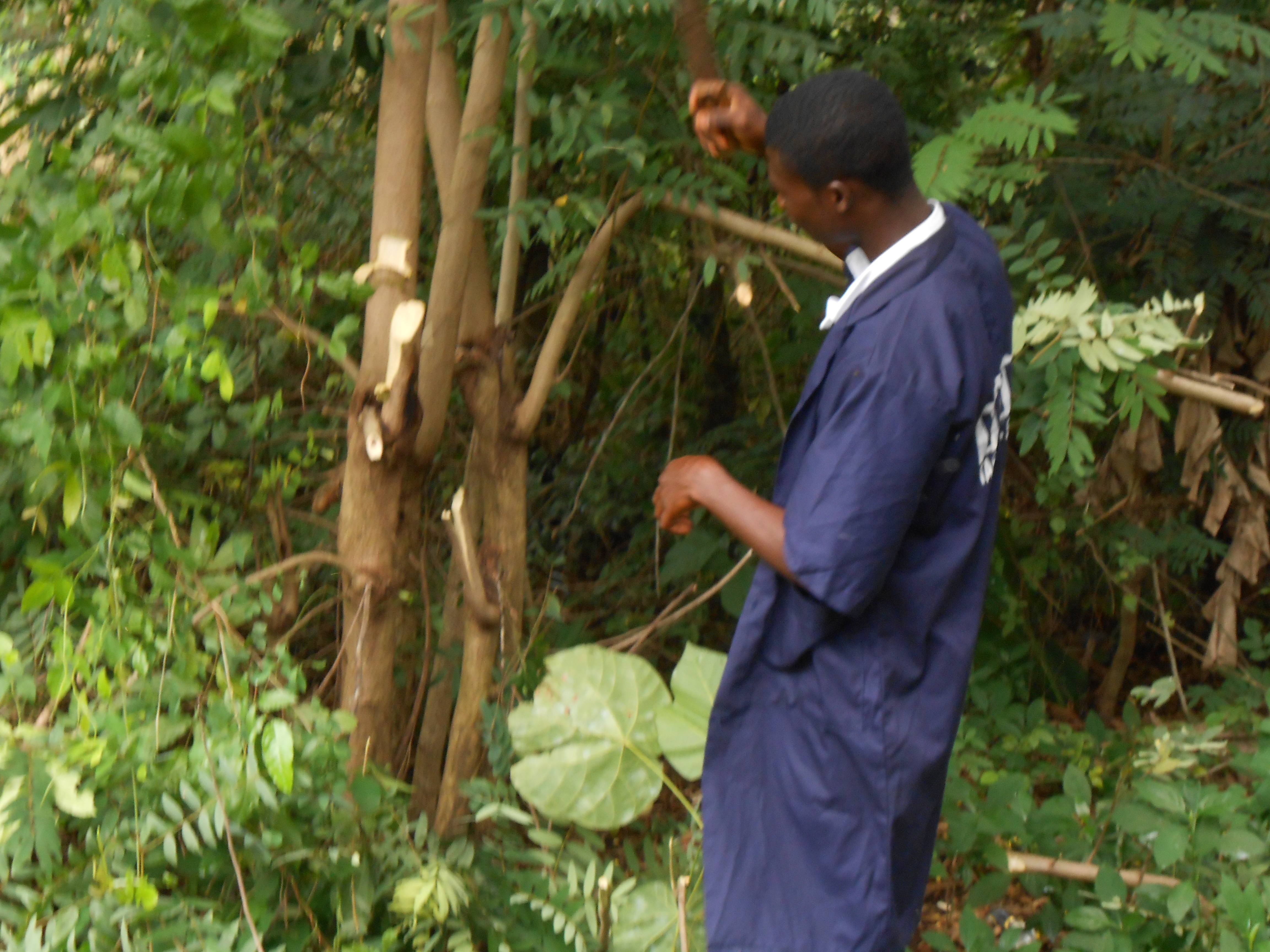 Students at work in organic vegetable farming, green house operations, and farm machinery